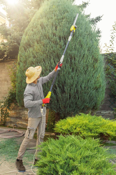 Laguna Beach, CA  Tree Services Company